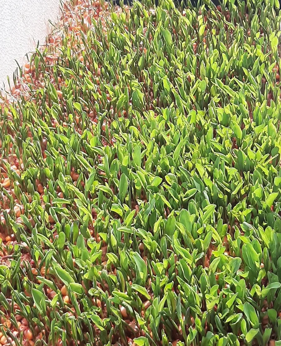Forraje verde hidropónico de maíz germinado en bandeja, piloto de El Oasis