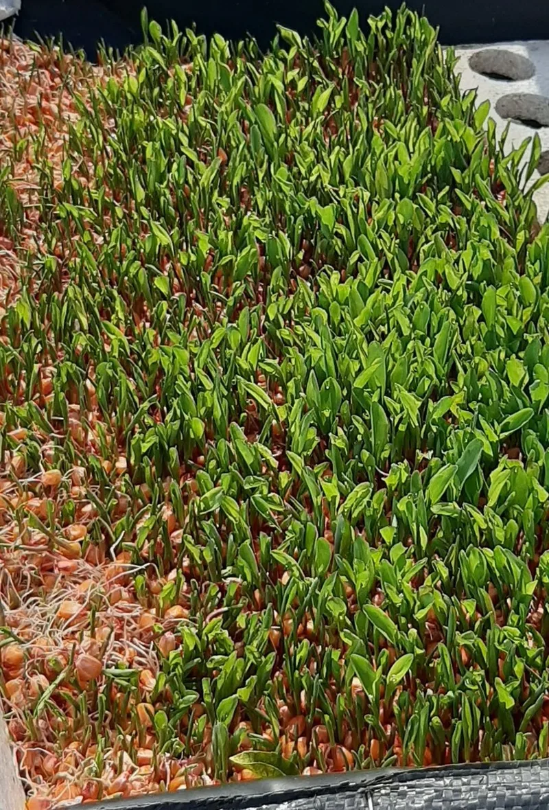 Bandeja de forraje verde hidropónico de maíz con tapete de raíces, piloto de El Oasis