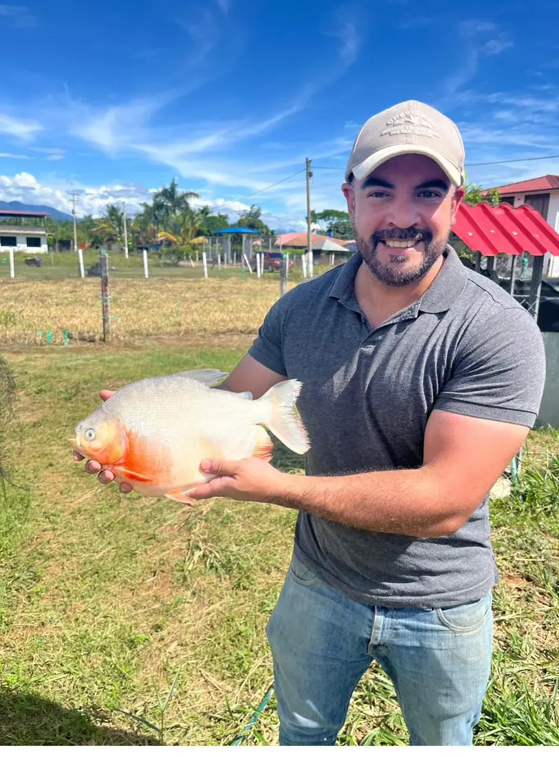Tilapia roja en granja