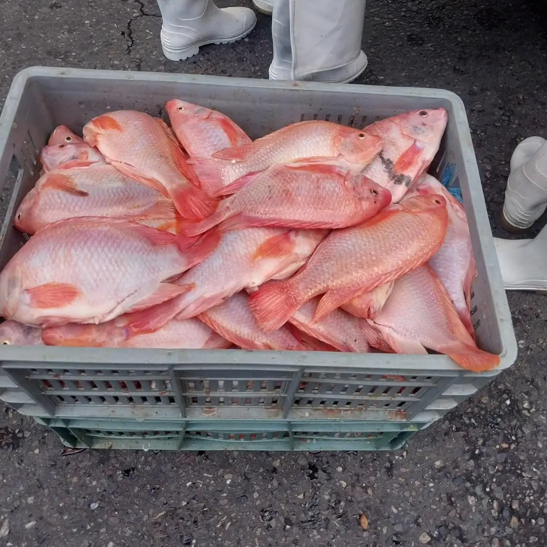 Cosecha de tilapia roja