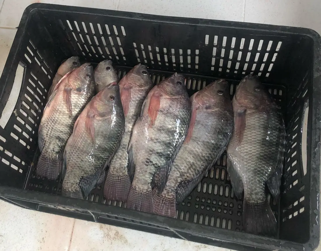 Cosecha tilapia nilótica