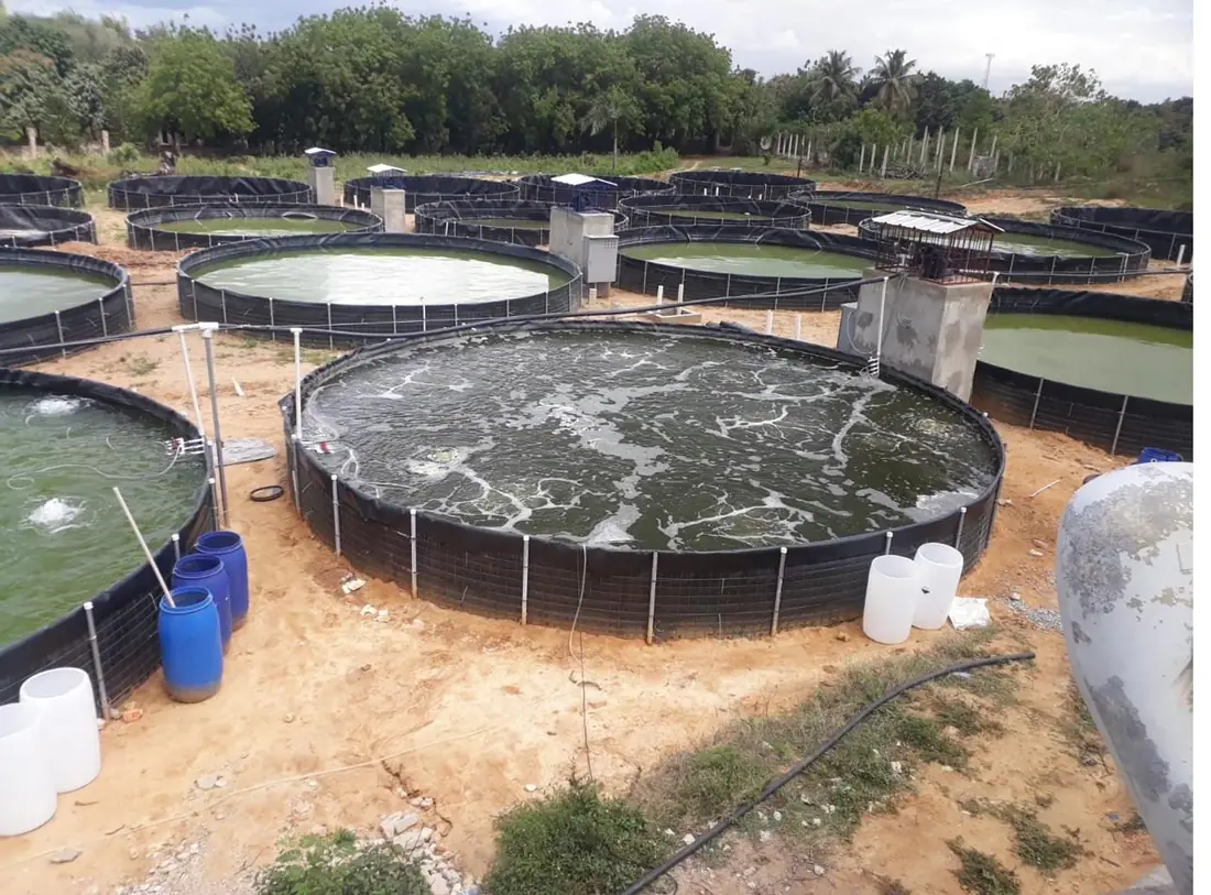 Sistema Biofloc en producción