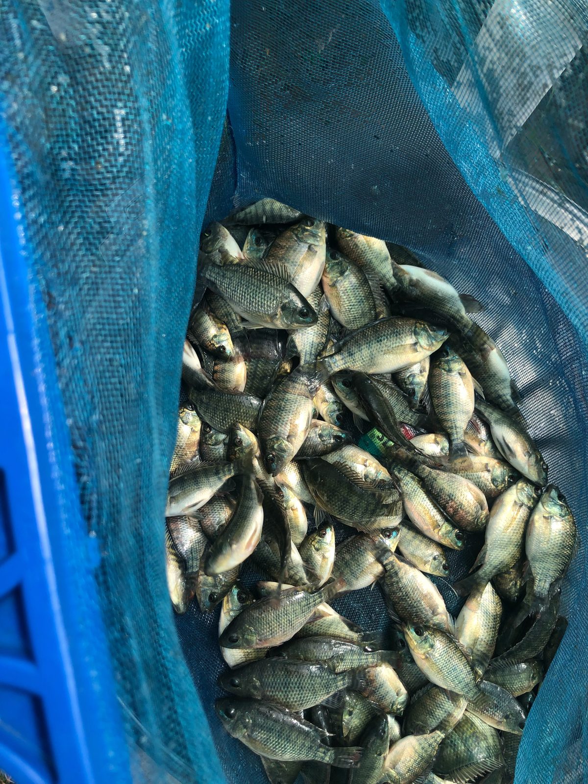 Alevines Tilapia Nilótica