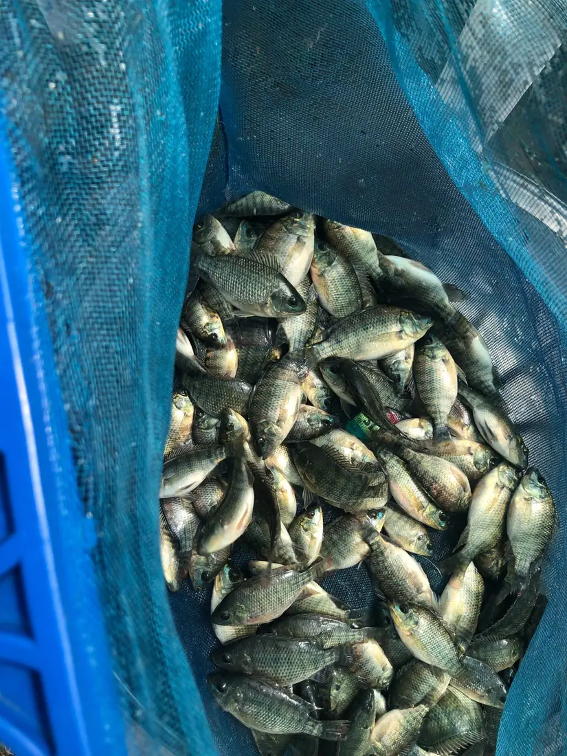 Alevines Tilapia Nilótica