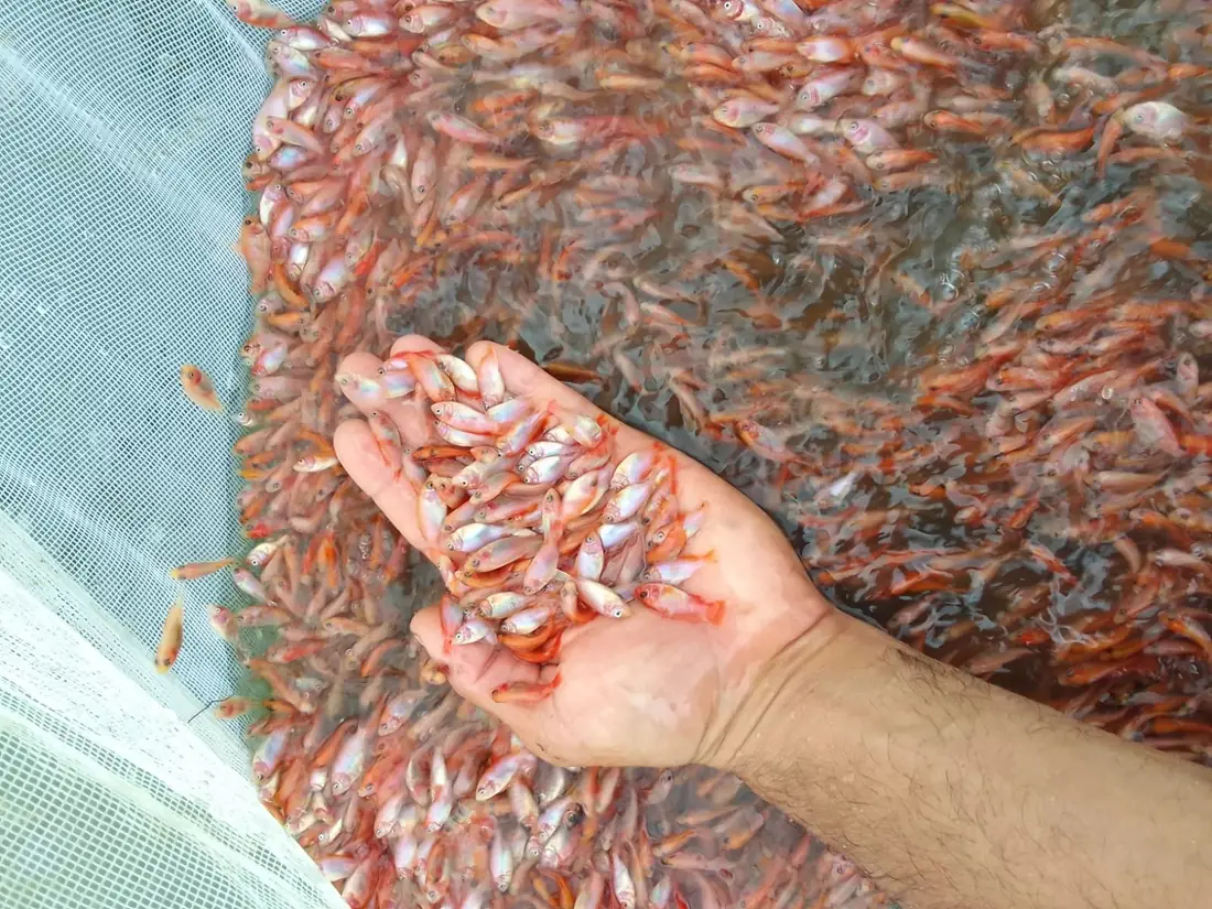 Envíos de alevines a toda Colombia