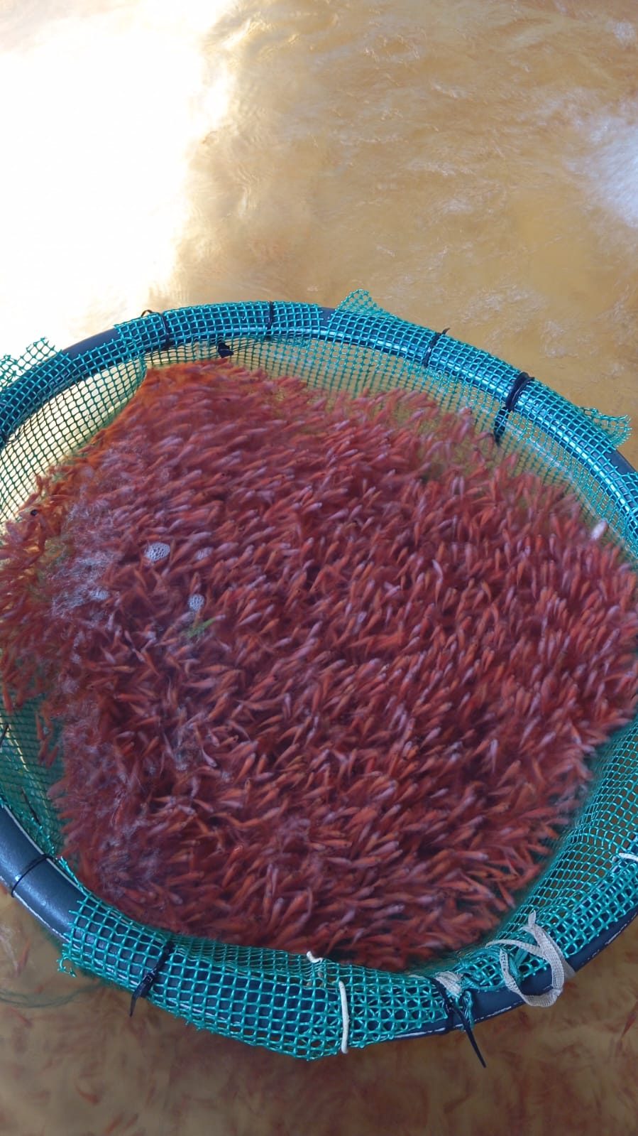 Alevinos Tilapia Roja